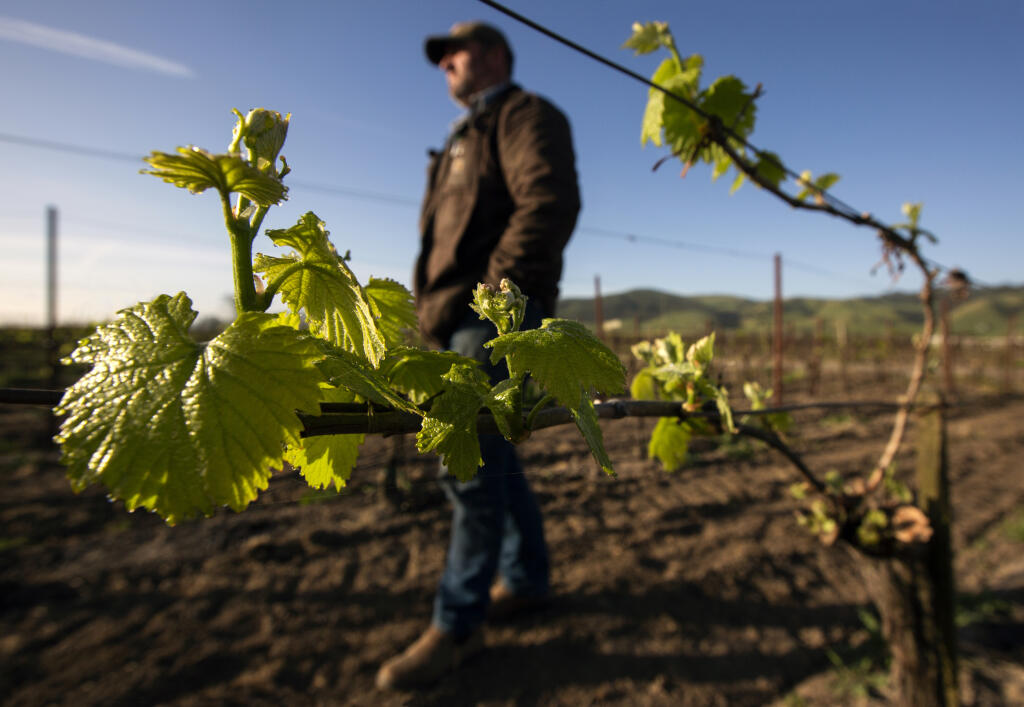 Ned Hill, owner of La Prenda Vineyard Management, checking out bud break at the Hountalas Family’s Hi Vista Chardonnay vineyard in the Carneros this spring. (Robbi Pengelly/Index-Tribune)
