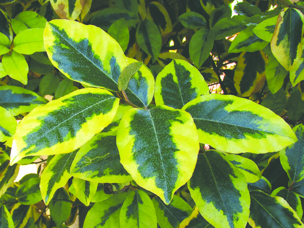 Elaeagnus 'Variegata'. When designing a garden it’s nice to know that many variegated foliage plants like to live in dappled shade.