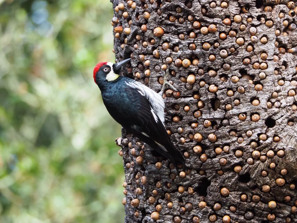 Acorn woodpecker (Tom Reynolds)