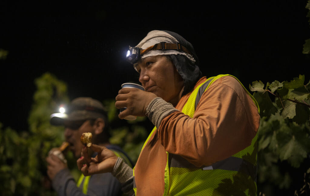 Work crews take a coffee break at the staging area while picking Trousseau Gris grapes in grower Peter Fanucchi Fulton vineyard in North Santa Rosa early Tuesday Aug. 23, 2022. (Chad Surmick / Press Democrat)
