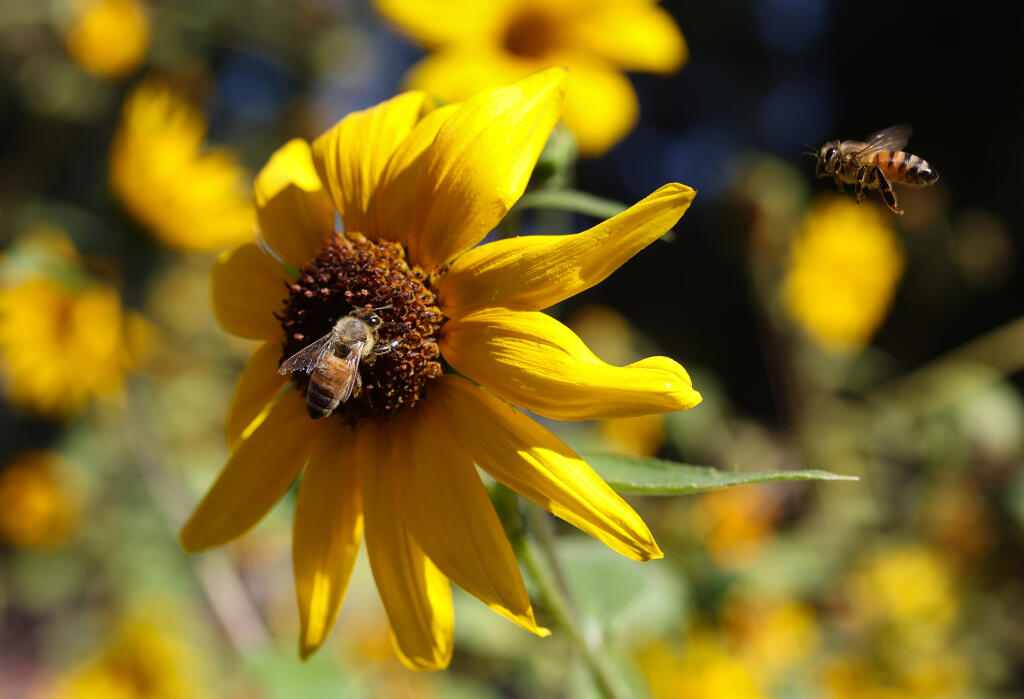 Celebrate World Bee Day by building a bee home in a workshop May 19 at Ragle Ranch Regional Park in Sebastopol. (Christopher Chung / The Press Democrat)
