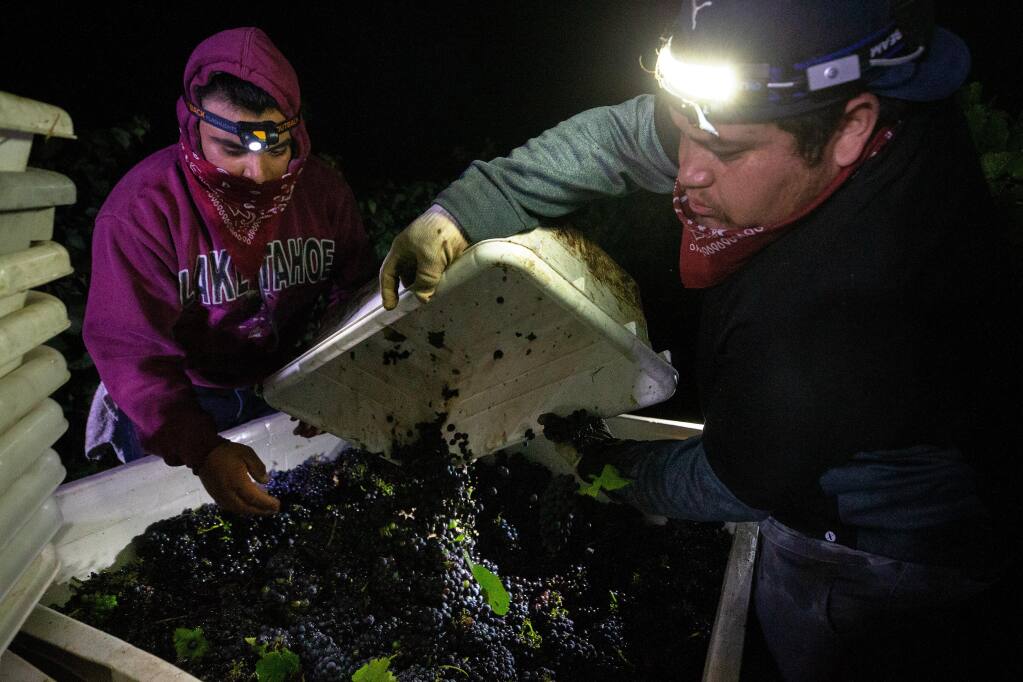 Jimmy Ortiz, left, removes stray leaves from a quarter-ton bin while Obet Ortiz pours in more pinot noir grapes while their vineyard crew harvests the vines at Sasaki Vineyards in Schellville, California, on Wednesday, August 5, 2020. (Alvin A.H. Jornada / The Press Democrat)
