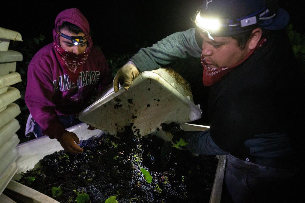 Jimmy Ortiz, left, removes stray leaves from a quarter-ton bin while Obet Ortiz pours in more pinot noir grapes while their vineyard crew harvests the vines at Sasaki Vineyards in Schellville, California, on Wednesday, August 5, 2020. (Alvin A.H. Jornada / The Press Democrat)