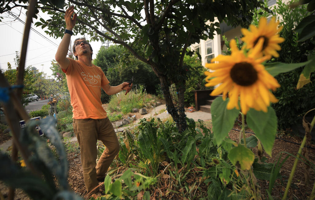 Trathen Heckman, executive director of Daily Acts, harvests food from his Petaluma yard in September 2020. Kent Porter/The Press Democrat)