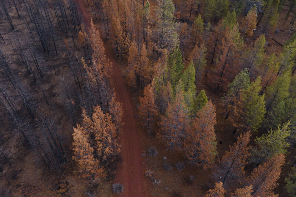An area of the Sycan Marsh Preserve, left, that was scorched by the Bootleg fire alongside an area that was managed by foresters that was spared the worst effects of the fire in Silver Lake, Ore., Dec. 7, 2021. Researchers say forest management methods, including controlled burns, were a big factor in why destruction varied in different areas of the reserve this summer when the Bootleg fire tore through. (Chona Kasinger/The New York Times)